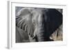 African Elephant (Loxodonta Africana), Khwai Concession, Okavango Delta, Botswana, Africa-Sergio Pitamitz-Framed Photographic Print