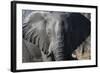 African Elephant (Loxodonta Africana), Khwai Concession, Okavango Delta, Botswana, Africa-Sergio Pitamitz-Framed Photographic Print