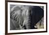 African Elephant (Loxodonta Africana), Khwai Concession, Okavango Delta, Botswana, Africa-Sergio Pitamitz-Framed Photographic Print