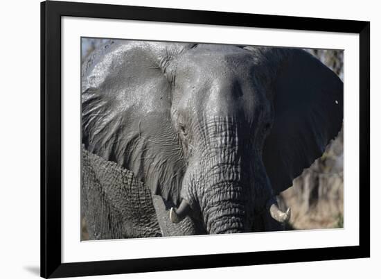 African Elephant (Loxodonta Africana), Khwai Concession, Okavango Delta, Botswana, Africa-Sergio Pitamitz-Framed Photographic Print