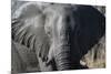 African Elephant (Loxodonta Africana), Khwai Concession, Okavango Delta, Botswana, Africa-Sergio Pitamitz-Mounted Photographic Print