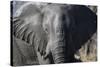 African Elephant (Loxodonta Africana), Khwai Concession, Okavango Delta, Botswana, Africa-Sergio Pitamitz-Stretched Canvas