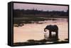 African Elephant (Loxodonta Africana), Khwai Concession, Okavango Delta, Botswana, Africa-Sergio Pitamitz-Framed Stretched Canvas