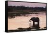 African Elephant (Loxodonta Africana), Khwai Concession, Okavango Delta, Botswana, Africa-Sergio Pitamitz-Framed Stretched Canvas