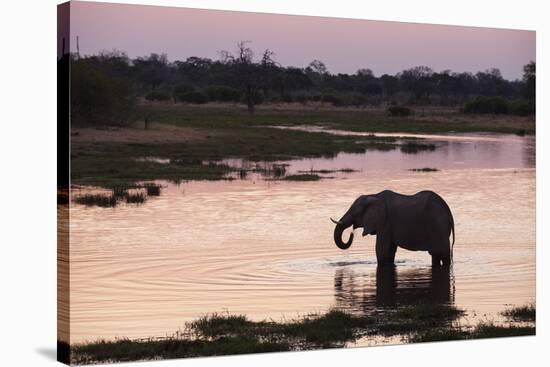 African Elephant (Loxodonta Africana), Khwai Concession, Okavango Delta, Botswana, Africa-Sergio Pitamitz-Stretched Canvas