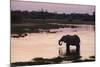 African Elephant (Loxodonta Africana), Khwai Concession, Okavango Delta, Botswana, Africa-Sergio Pitamitz-Mounted Photographic Print