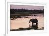 African Elephant (Loxodonta Africana), Khwai Concession, Okavango Delta, Botswana, Africa-Sergio Pitamitz-Framed Photographic Print