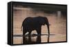 African Elephant (Loxodonta Africana), Khwai Concession, Okavango Delta, Botswana, Africa-Sergio Pitamitz-Framed Stretched Canvas