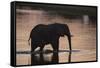 African Elephant (Loxodonta Africana), Khwai Concession, Okavango Delta, Botswana, Africa-Sergio Pitamitz-Framed Stretched Canvas