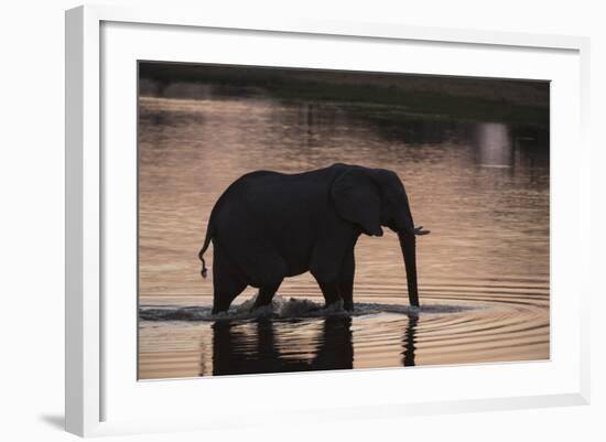 African Elephant (Loxodonta Africana), Khwai Concession, Okavango Delta, Botswana, Africa-Sergio Pitamitz-Framed Photographic Print