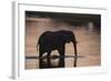 African Elephant (Loxodonta Africana), Khwai Concession, Okavango Delta, Botswana, Africa-Sergio Pitamitz-Framed Photographic Print