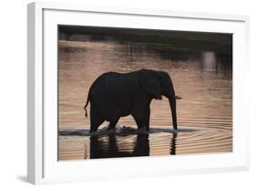 African Elephant (Loxodonta Africana), Khwai Concession, Okavango Delta, Botswana, Africa-Sergio Pitamitz-Framed Photographic Print