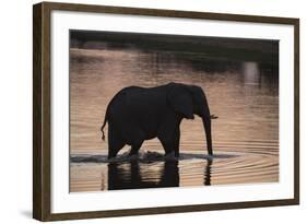 African Elephant (Loxodonta Africana), Khwai Concession, Okavango Delta, Botswana, Africa-Sergio Pitamitz-Framed Photographic Print