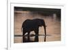 African Elephant (Loxodonta Africana), Khwai Concession, Okavango Delta, Botswana, Africa-Sergio Pitamitz-Framed Photographic Print