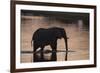 African Elephant (Loxodonta Africana), Khwai Concession, Okavango Delta, Botswana, Africa-Sergio Pitamitz-Framed Photographic Print