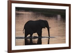 African Elephant (Loxodonta Africana), Khwai Concession, Okavango Delta, Botswana, Africa-Sergio Pitamitz-Framed Photographic Print