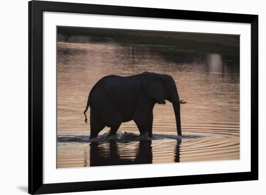 African Elephant (Loxodonta Africana), Khwai Concession, Okavango Delta, Botswana, Africa-Sergio Pitamitz-Framed Photographic Print