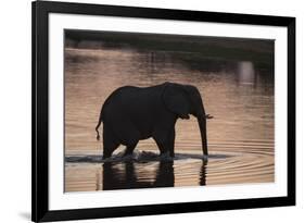 African Elephant (Loxodonta Africana), Khwai Concession, Okavango Delta, Botswana, Africa-Sergio Pitamitz-Framed Photographic Print