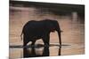 African Elephant (Loxodonta Africana), Khwai Concession, Okavango Delta, Botswana, Africa-Sergio Pitamitz-Mounted Photographic Print