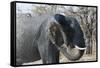 African Elephant (Loxodonta Africana), Khwai Concession, Okavango Delta, Botswana, Africa-Sergio Pitamitz-Framed Stretched Canvas