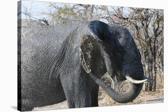 African Elephant (Loxodonta Africana), Khwai Concession, Okavango Delta, Botswana, Africa-Sergio Pitamitz-Stretched Canvas