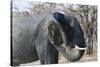 African Elephant (Loxodonta Africana), Khwai Concession, Okavango Delta, Botswana, Africa-Sergio Pitamitz-Stretched Canvas