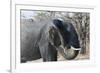 African Elephant (Loxodonta Africana), Khwai Concession, Okavango Delta, Botswana, Africa-Sergio Pitamitz-Framed Photographic Print