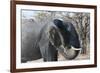 African Elephant (Loxodonta Africana), Khwai Concession, Okavango Delta, Botswana, Africa-Sergio Pitamitz-Framed Photographic Print