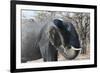 African Elephant (Loxodonta Africana), Khwai Concession, Okavango Delta, Botswana, Africa-Sergio Pitamitz-Framed Photographic Print