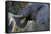 African Elephant (Loxodonta Africana), Khwai Concession, Okavango Delta, Botswana, Africa-Sergio Pitamitz-Framed Stretched Canvas