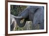 African Elephant (Loxodonta Africana), Khwai Concession, Okavango Delta, Botswana, Africa-Sergio Pitamitz-Framed Photographic Print