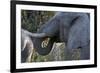 African Elephant (Loxodonta Africana), Khwai Concession, Okavango Delta, Botswana, Africa-Sergio Pitamitz-Framed Photographic Print