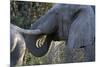 African Elephant (Loxodonta Africana), Khwai Concession, Okavango Delta, Botswana, Africa-Sergio Pitamitz-Mounted Photographic Print