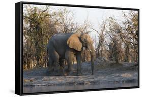 African Elephant (Loxodonta Africana), Khwai Concession, Okavango Delta, Botswana, Africa-Sergio Pitamitz-Framed Stretched Canvas