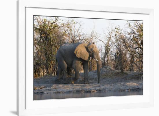 African Elephant (Loxodonta Africana), Khwai Concession, Okavango Delta, Botswana, Africa-Sergio Pitamitz-Framed Photographic Print