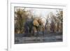 African Elephant (Loxodonta Africana), Khwai Concession, Okavango Delta, Botswana, Africa-Sergio Pitamitz-Framed Photographic Print