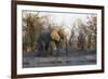 African Elephant (Loxodonta Africana), Khwai Concession, Okavango Delta, Botswana, Africa-Sergio Pitamitz-Framed Photographic Print