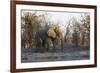 African Elephant (Loxodonta Africana), Khwai Concession, Okavango Delta, Botswana, Africa-Sergio Pitamitz-Framed Photographic Print