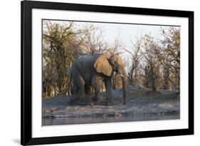 African Elephant (Loxodonta Africana), Khwai Concession, Okavango Delta, Botswana, Africa-Sergio Pitamitz-Framed Photographic Print