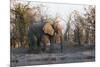 African Elephant (Loxodonta Africana), Khwai Concession, Okavango Delta, Botswana, Africa-Sergio Pitamitz-Mounted Photographic Print