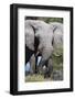 African Elephant (Loxodonta Africana), Khwai Concession, Okavango Delta, Botswana, Africa-Sergio-Framed Photographic Print