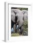 African Elephant (Loxodonta Africana), Khwai Concession, Okavango Delta, Botswana, Africa-Sergio-Framed Photographic Print