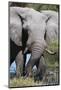 African Elephant (Loxodonta Africana), Khwai Concession, Okavango Delta, Botswana, Africa-Sergio-Mounted Photographic Print