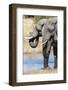 African Elephant (Loxodonta Africana), Khwai Concession, Okavango Delta, Botswana, Africa-Sergio-Framed Photographic Print