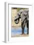 African Elephant (Loxodonta Africana), Khwai Concession, Okavango Delta, Botswana, Africa-Sergio-Framed Photographic Print