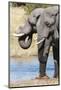 African Elephant (Loxodonta Africana), Khwai Concession, Okavango Delta, Botswana, Africa-Sergio-Mounted Photographic Print