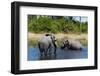 African Elephant (Loxodonta Africana), Khwai Concession, Okavango Delta, Botswana, Africa-Sergio-Framed Photographic Print