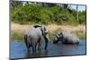 African Elephant (Loxodonta Africana), Khwai Concession, Okavango Delta, Botswana, Africa-Sergio-Mounted Photographic Print