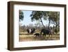 African Elephant (Loxodonta Africana), Khwai Concession, Okavango Delta, Botswana, Africa-Sergio-Framed Photographic Print