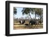 African Elephant (Loxodonta Africana), Khwai Concession, Okavango Delta, Botswana, Africa-Sergio-Framed Photographic Print